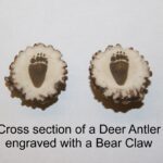 Cross Section of a Deer Antler Engraved with a Bear Claw